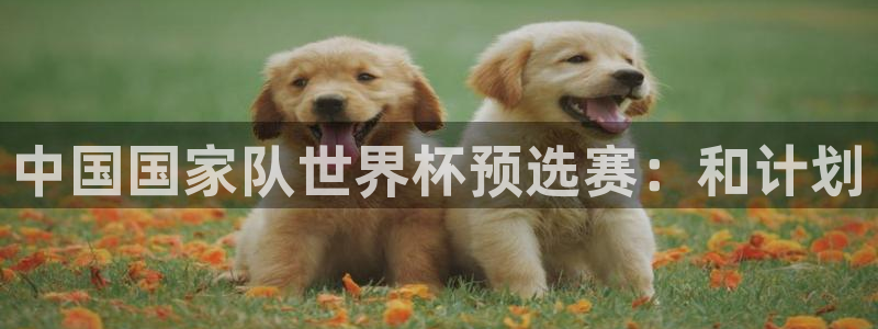 世界杯 赛程：中国国家队世界杯预选赛：和计划